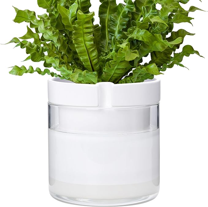 Phoenix Vine 8 Inch Self Watering Planter by Phoenix+Vine