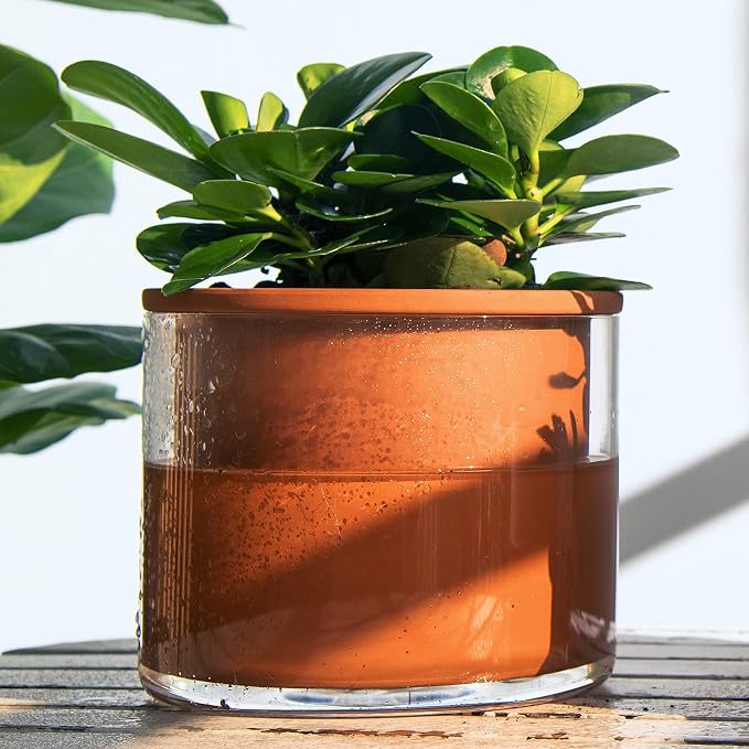 Phoenix Vine 6 Inch Self Watering Plants Pot, Design Terracotta Pot - Image 2