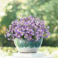 24 Bundles Artificial Pansy Flowers by Griine