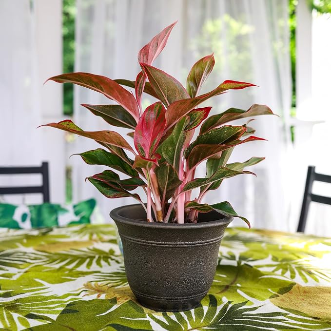 The HC Companies Sierra Round Self-Watering Pot - Image 2