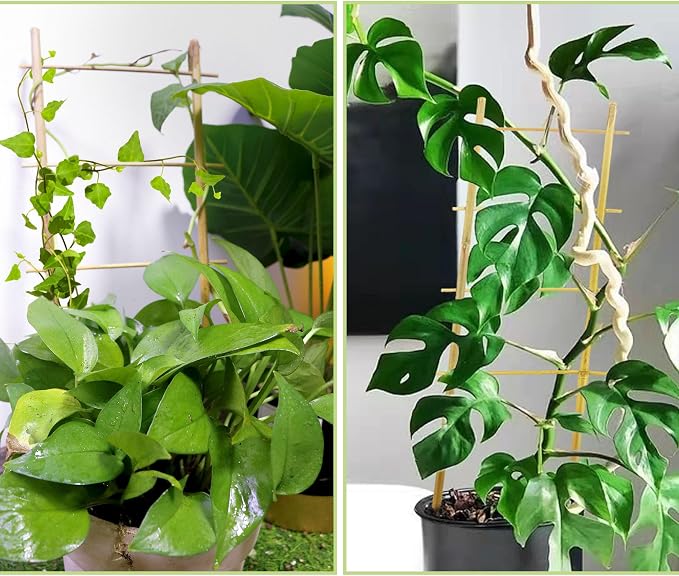 Avalution 5 Pack Bamboo Trellis - Image 6
