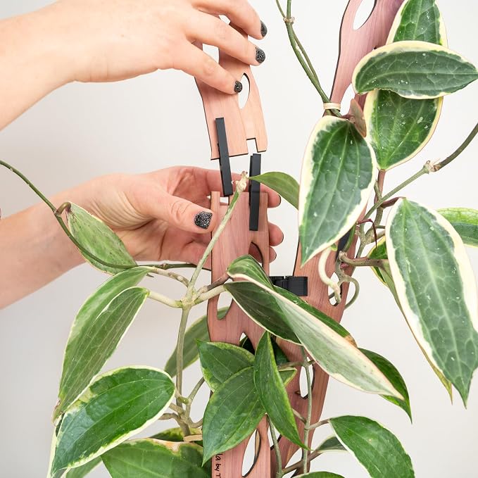 Treleaf Zella Grande Starter Kit – Wooden Extendable Plant Trellis - Image 4