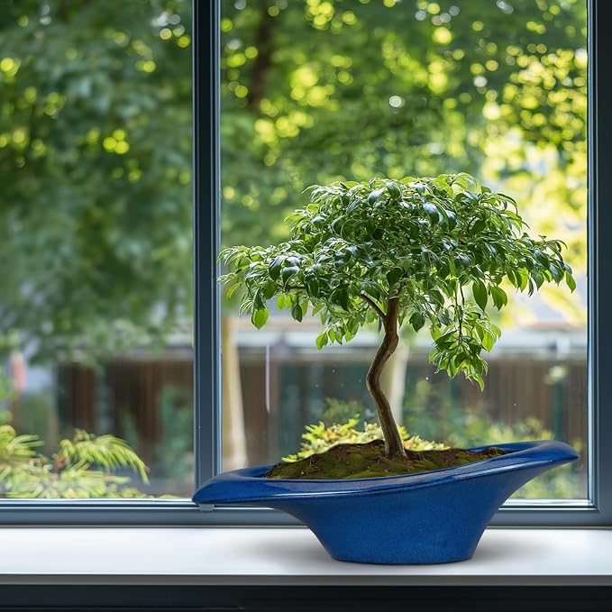 Bonsai Tree Pot 18 Inch - Image 8
