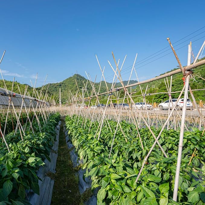 Plant Stakes, 4.8 FT Natural Bamboo Garden Stakes, Bamboo Sticks - Image 7