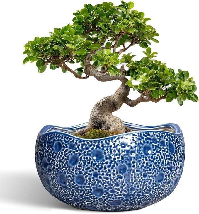 Bonsai Tree Pot by Thirtypot