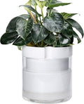 Phoenix Vine 10 Inch Self Watering Planter by Phoenix+Vine