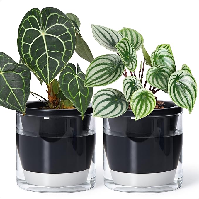 D'vine Dev 6 Inch Design Self Watering Planter by DvineDevPlanterPotsandStand