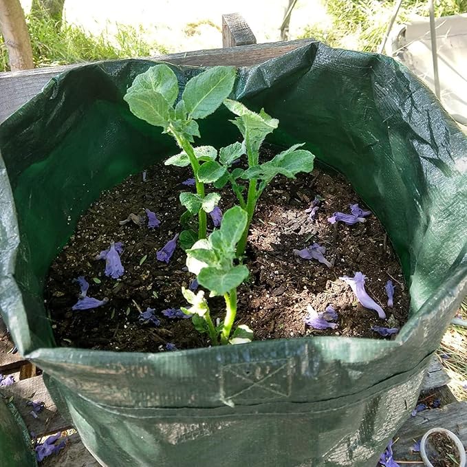 JJGoo Potato Grow Bags, 3 Pack 10 Gallon - Image 8