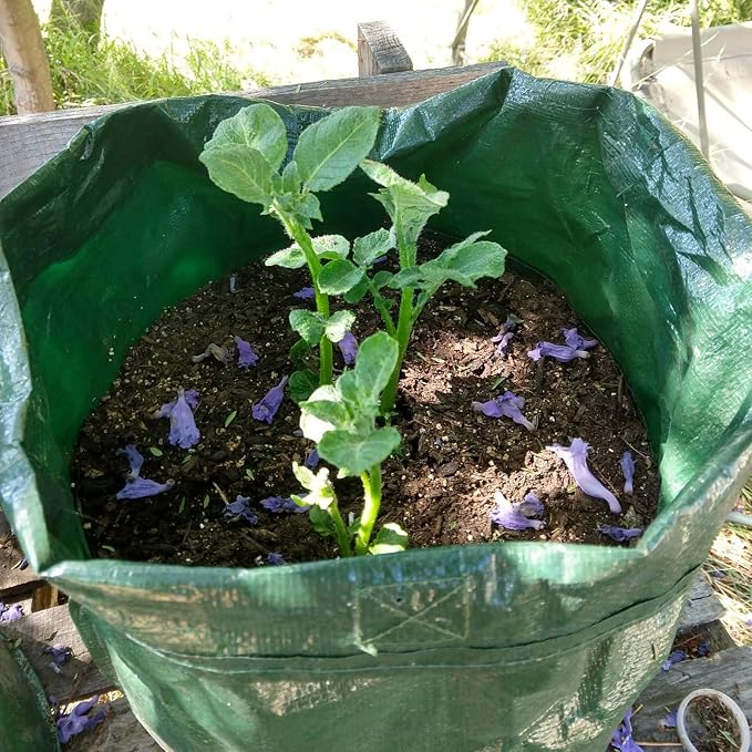 JJGoo 2 Pack 10 Gallon Garden Potato Grow Bags - Image 9