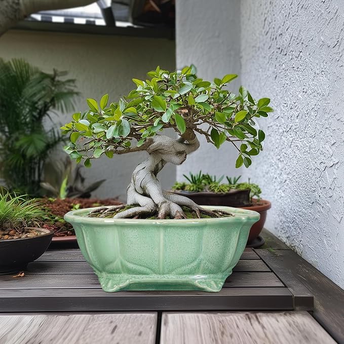 Bonsai Tree Pot - Image 3