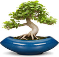 Bonsai Tree Pot 18 Inch by Teagas