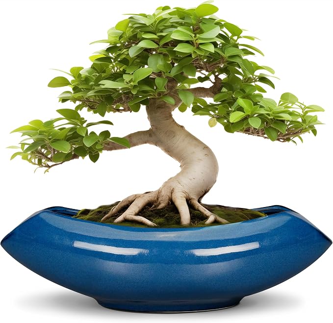 Bonsai Tree Pot 18 Inch by Teagas