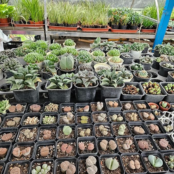 60 Pcs Nursery Pots 2.7 Inch, Plastic Seed Starting Pot - Image 6