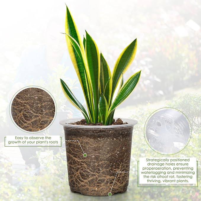 6 Inch Clear Nursery Pots for Plants - Image 3