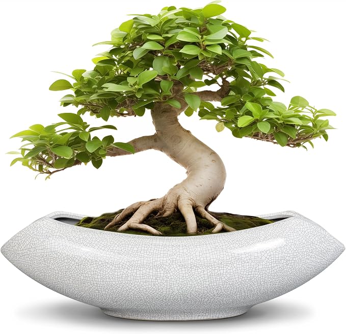 Ceramic Bonsai Tree Pot by Teagas