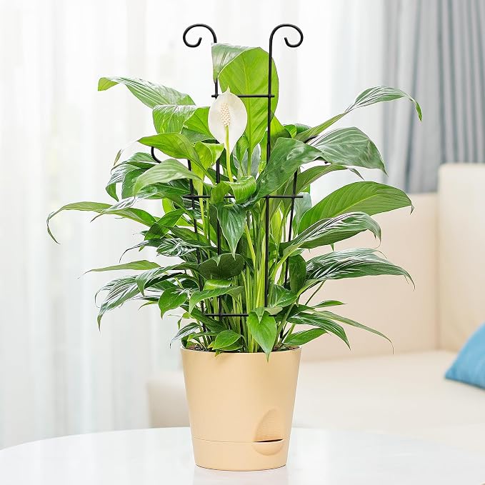 Plant Trellis for Potted Plants 2p, Larger 23in Garden Trellis for Climbing - Image 5