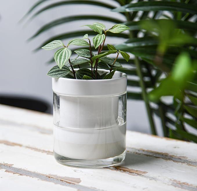 Phoenix Vine 4 Inch Self Watering Planter - Image 2