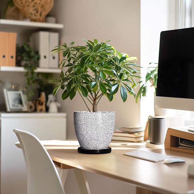 Ceramic Plant Pots - Image 5