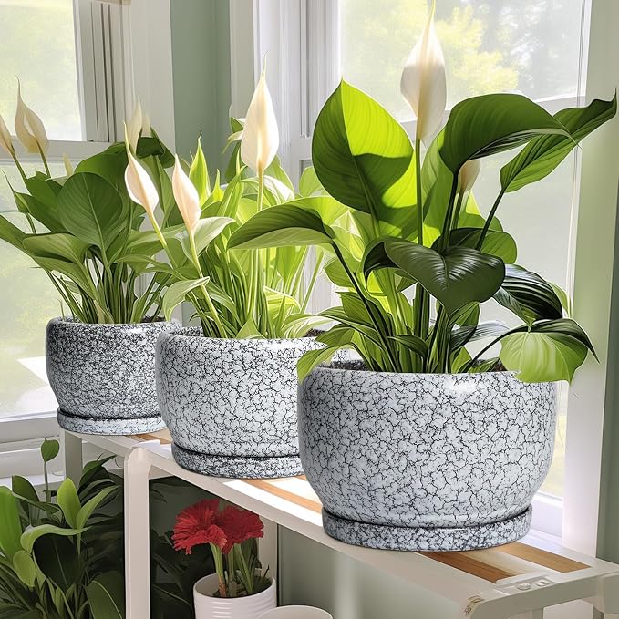SQOWL Ceramic Pot for Plants - Image 5