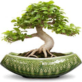 Bonsai Planter 18 Inch by Teagas