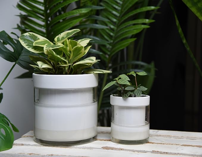Phoenix Vine 6 Inch 4 Inch Self Watering Planter - Image 5