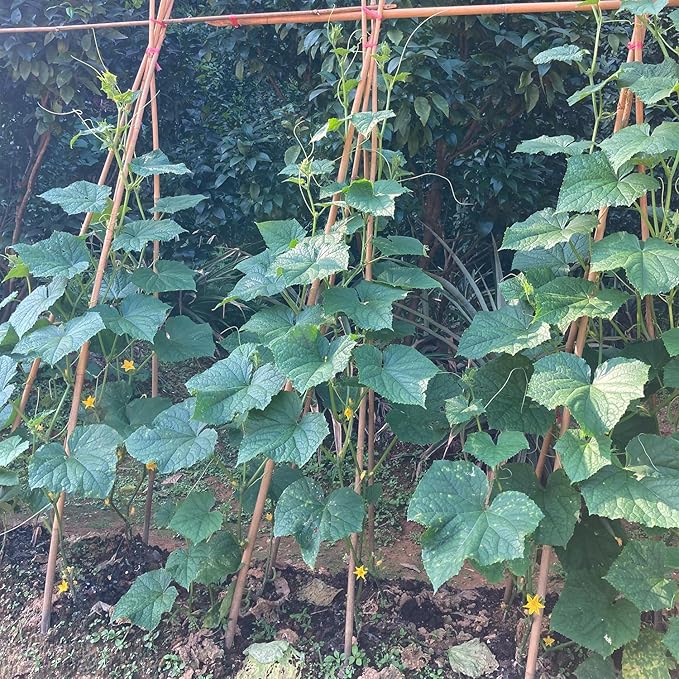 Bamboo Stakes, 4FT Natural Bamboo Garden Stakes, BOVITRO 25Pcs Plant Stakes - Image 3