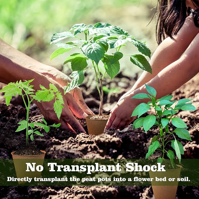 Biodegradable Peat Pots for Seedling - Image 4