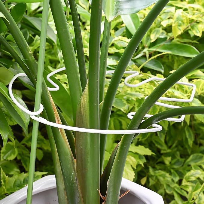 5PCS Monstera Plant Stem Support White - Image 7