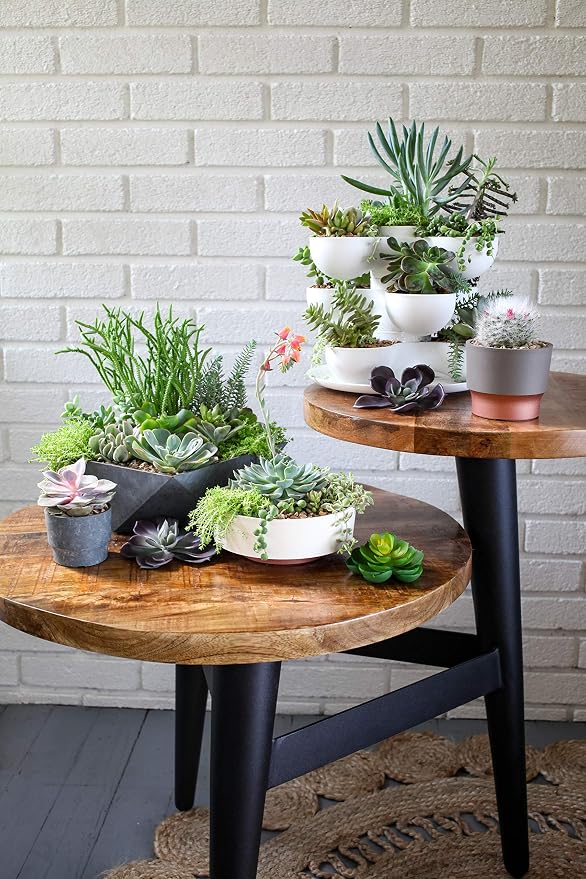 The HC Companies 6 Inch Round Plastic Succulent Capri Bowl Decorative Indoor - Image 4