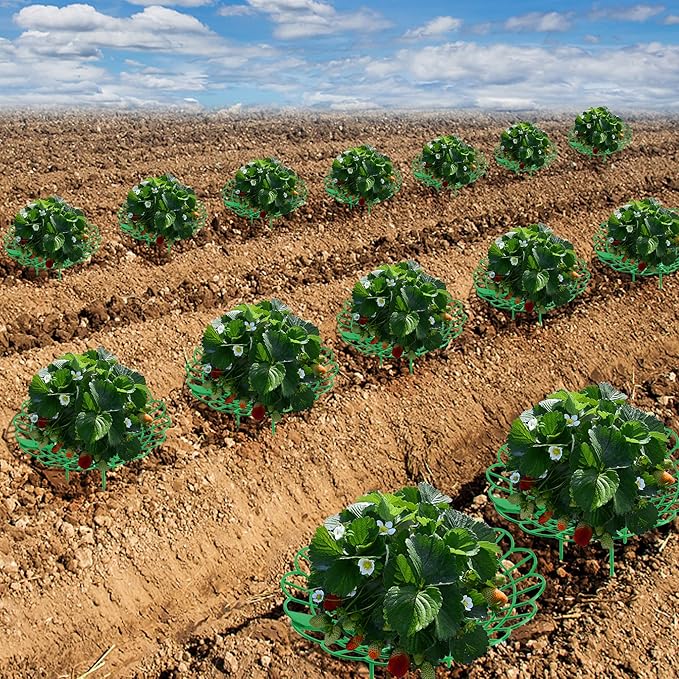 Iceyyyy 15 Pack Strawberry Plant Stand Supports-Strawberry Plant Support Stand - Image 6