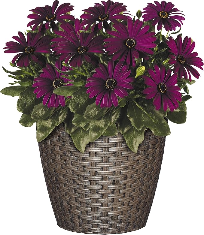 Classic Home & Garden Nantucket 8" Planter - Image 3